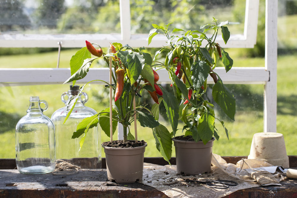 spiselig chili i potte