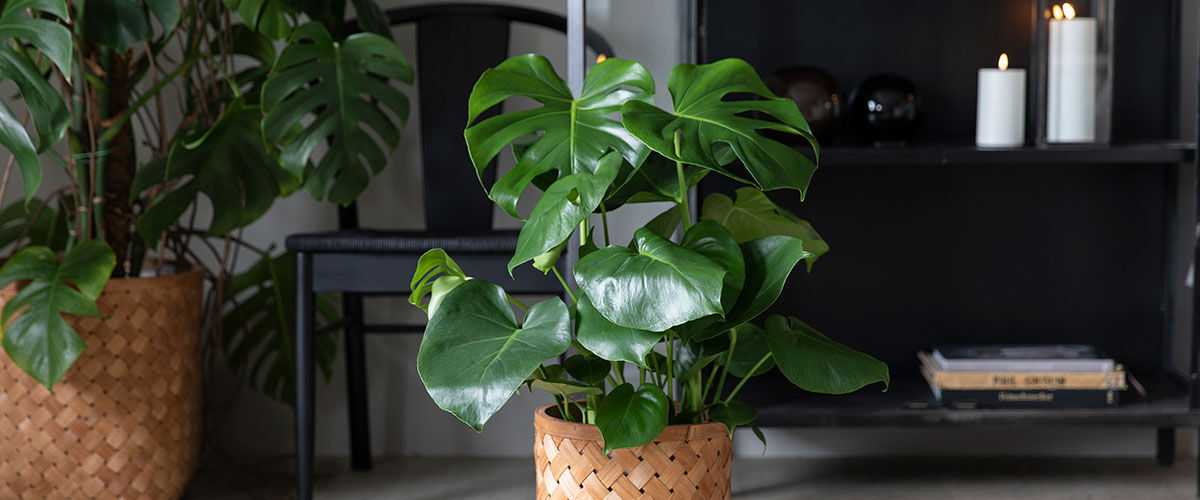 gr&oslash;nne planter monstera