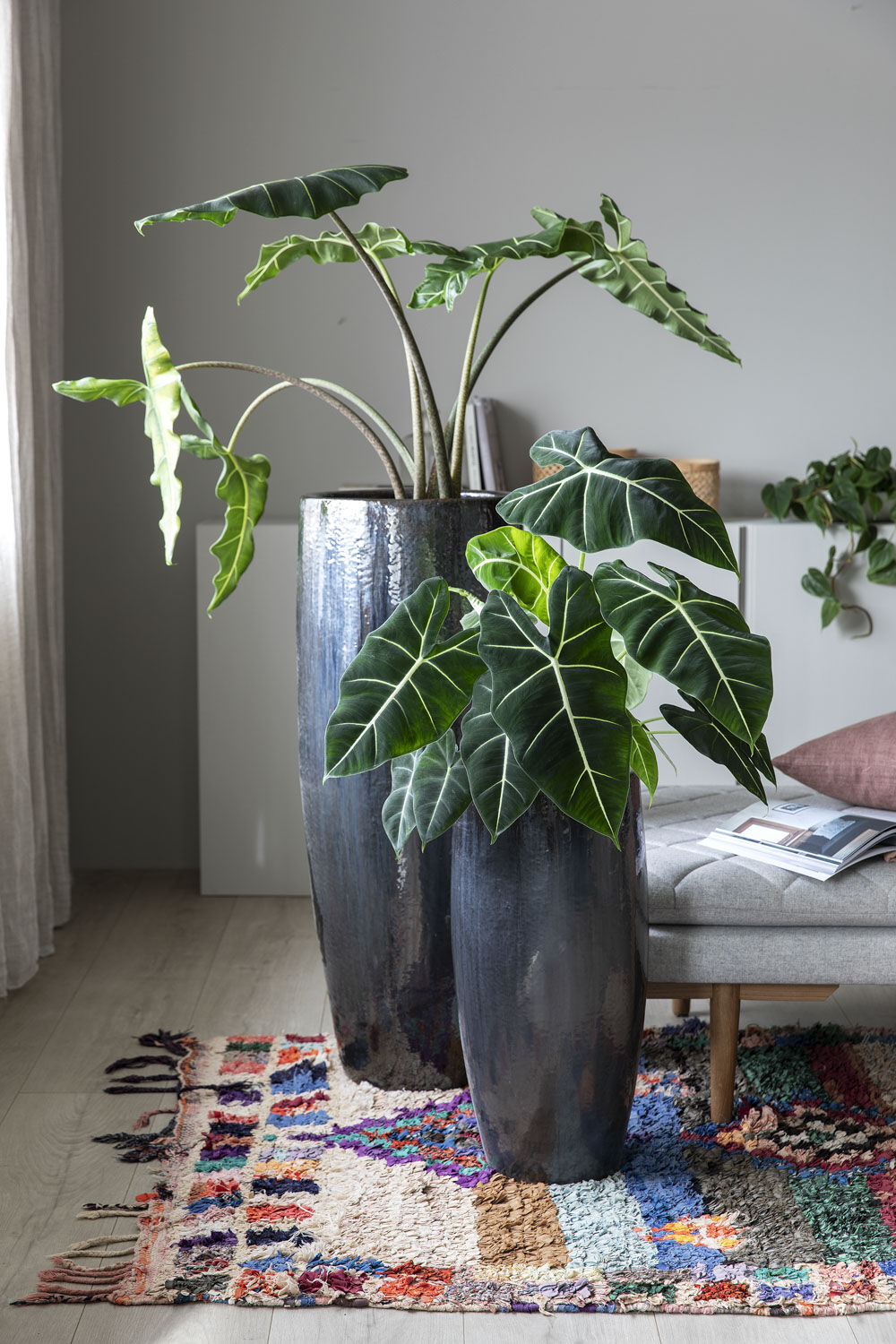 Alocasia