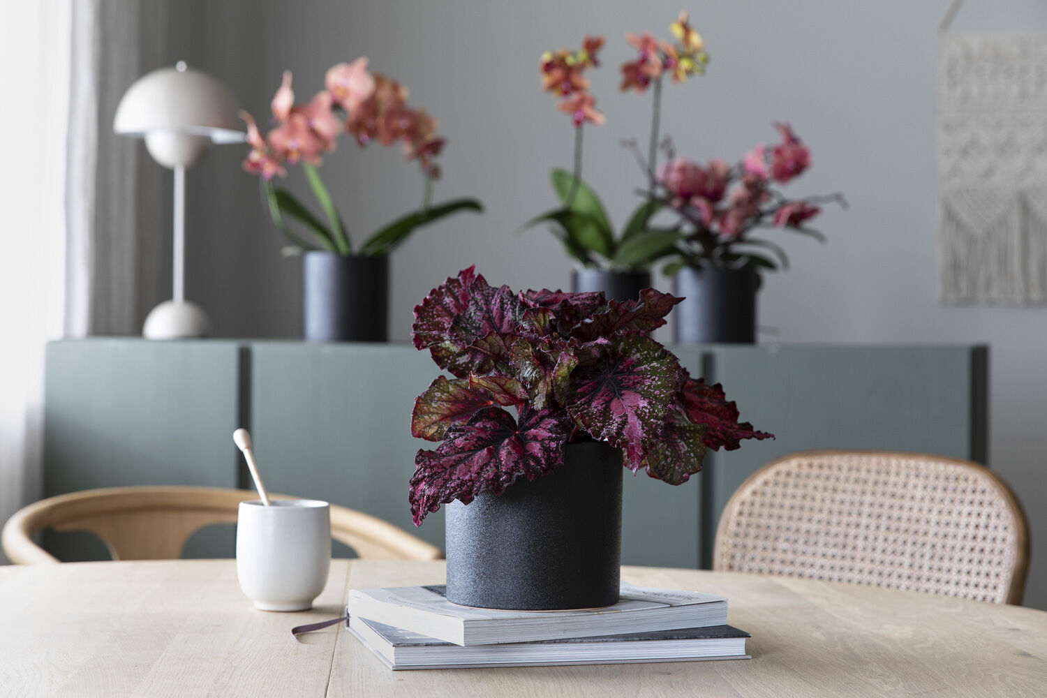 Begonia rex