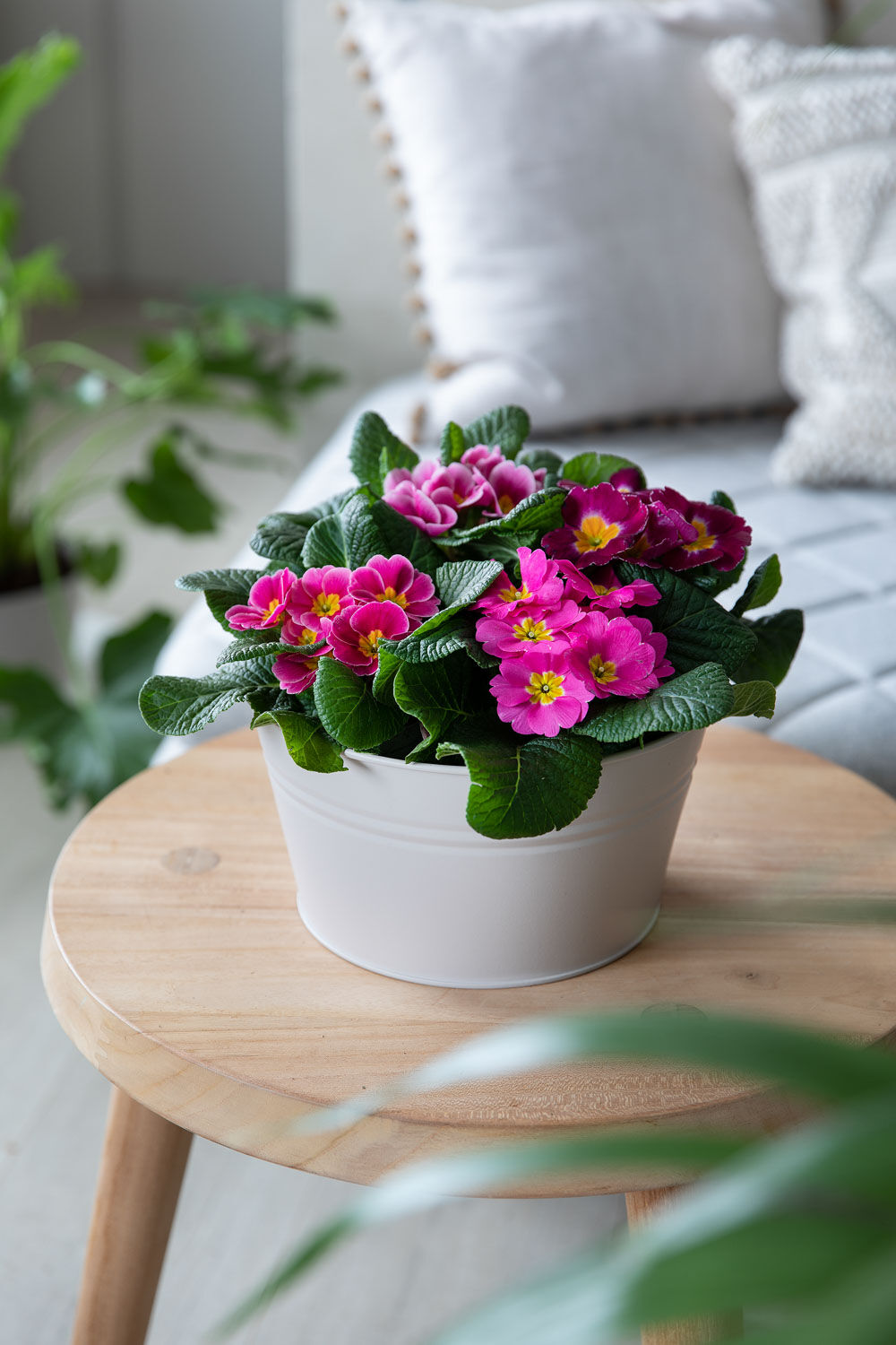 Primula