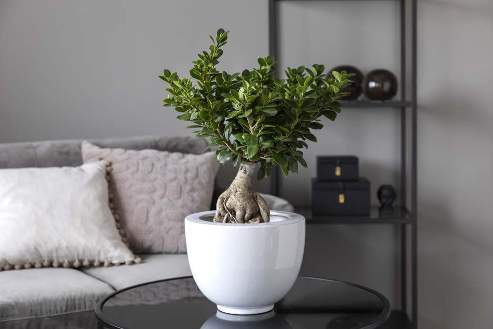 gr&oslash;nne planter_ficus ginseng i milj&oslash;
