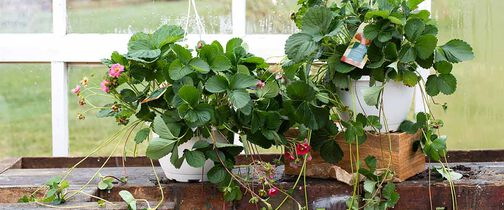 Jordb&aelig;rplanter