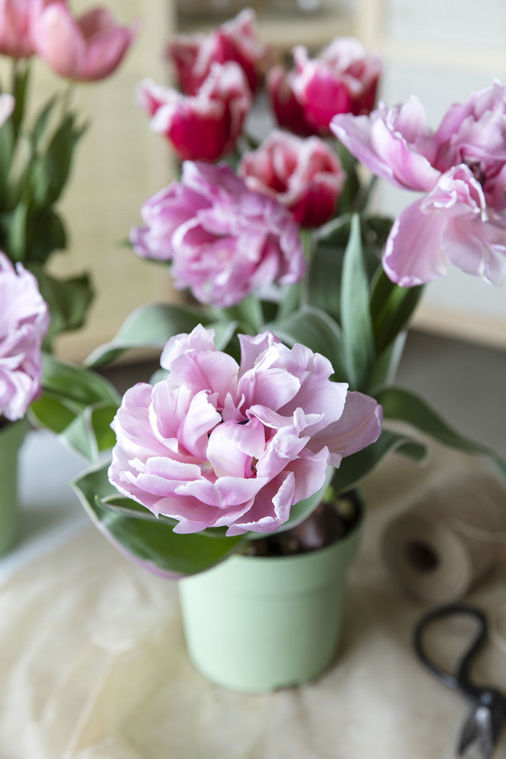 Tulipaner l&oslash;kblomst