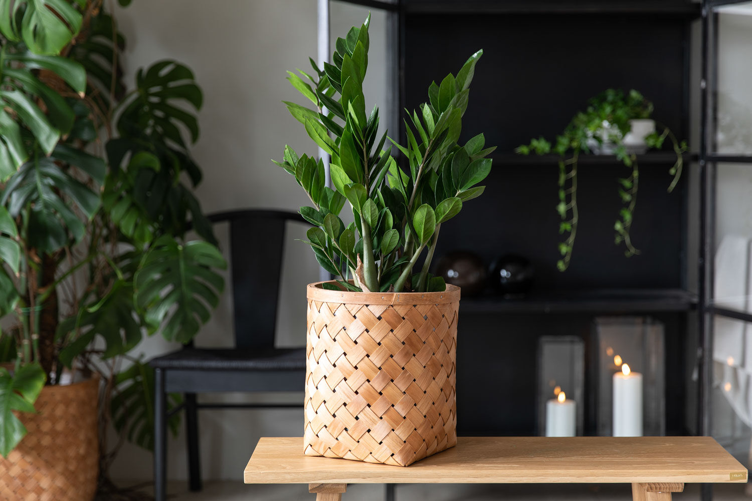 gr&oslash;nne planter zamioculcas