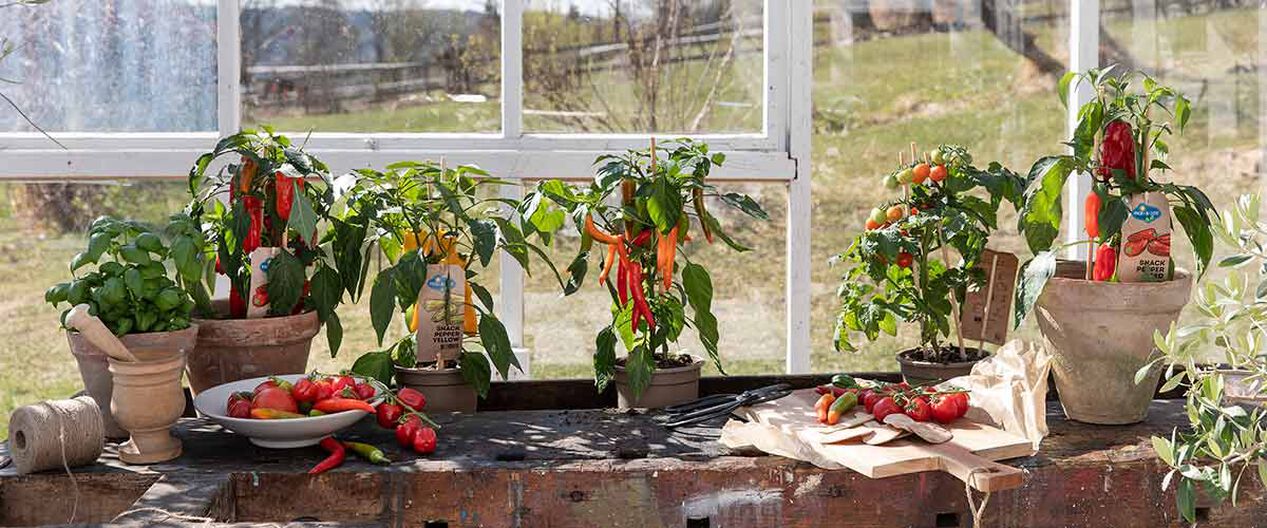 S&aring; enkelt dyrker du tomater og chili