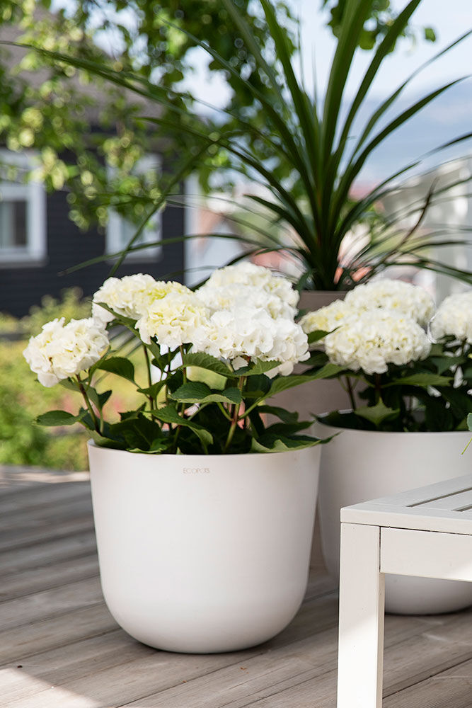 Hvit hortensia