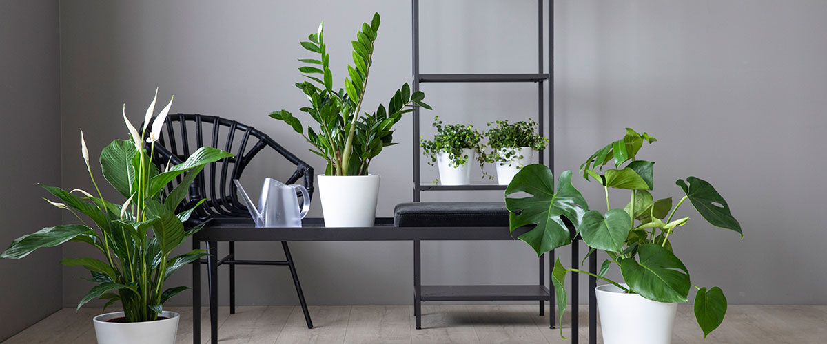 Lettsteltpakker med gr&oslash;nne planter