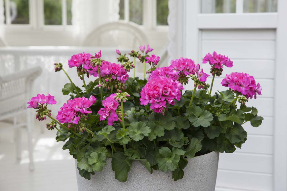 Rosa pelargonia