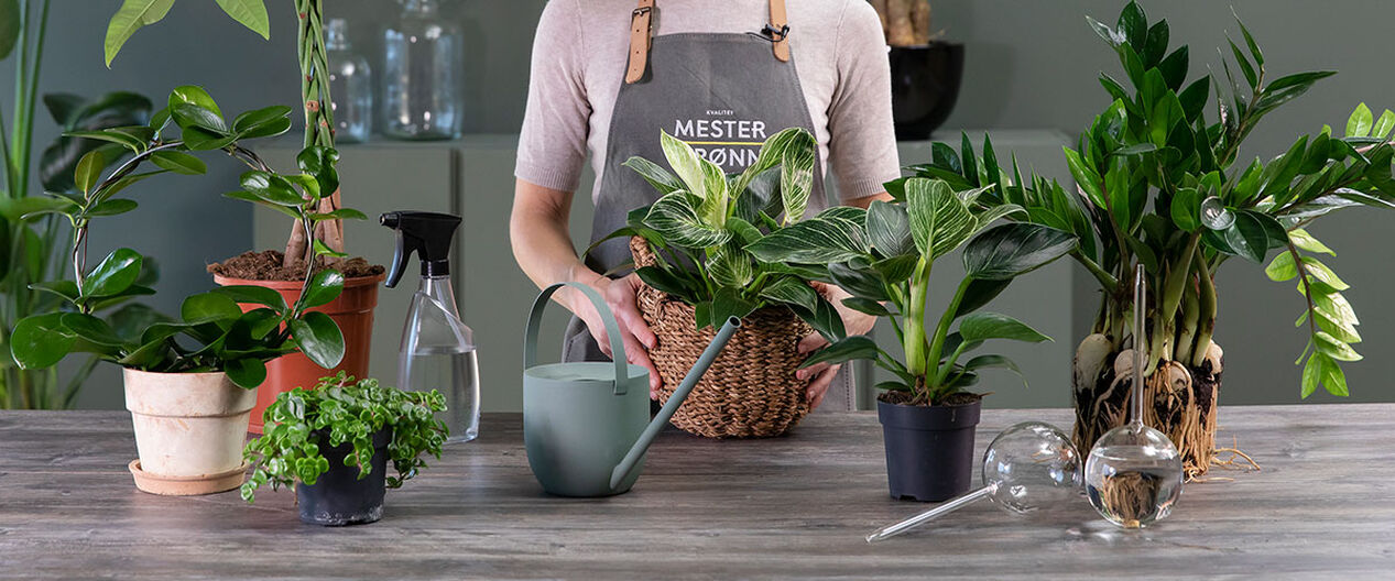 Insekter og skadedyr p&aring; plantene