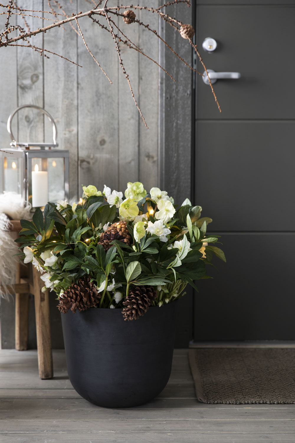 Julerose Helleborus