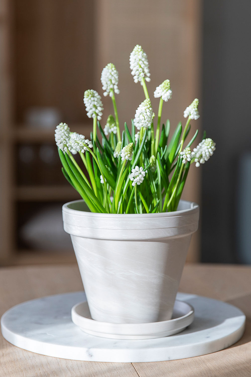 Hvit perleblomst muscari