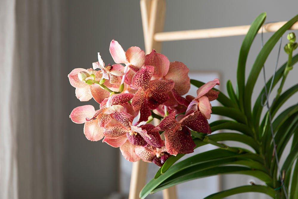 Vanda orkide