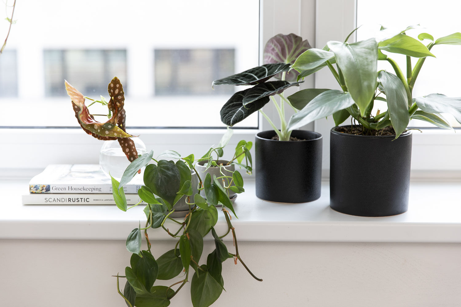 Gr&oslash;nne planter p&aring; hybel