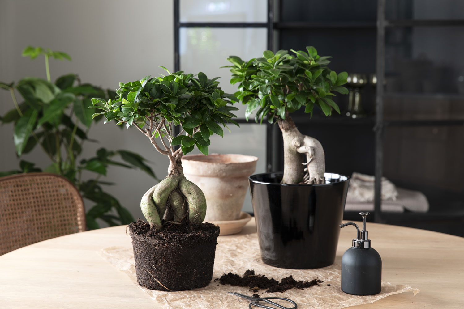 gr&oslash;nne planter_ficus ginseng i milj&oslash;