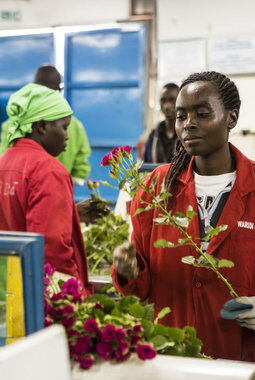 Fairtrade roseplantasje