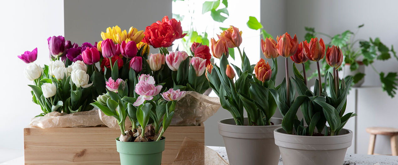 l&oslash;kblomster