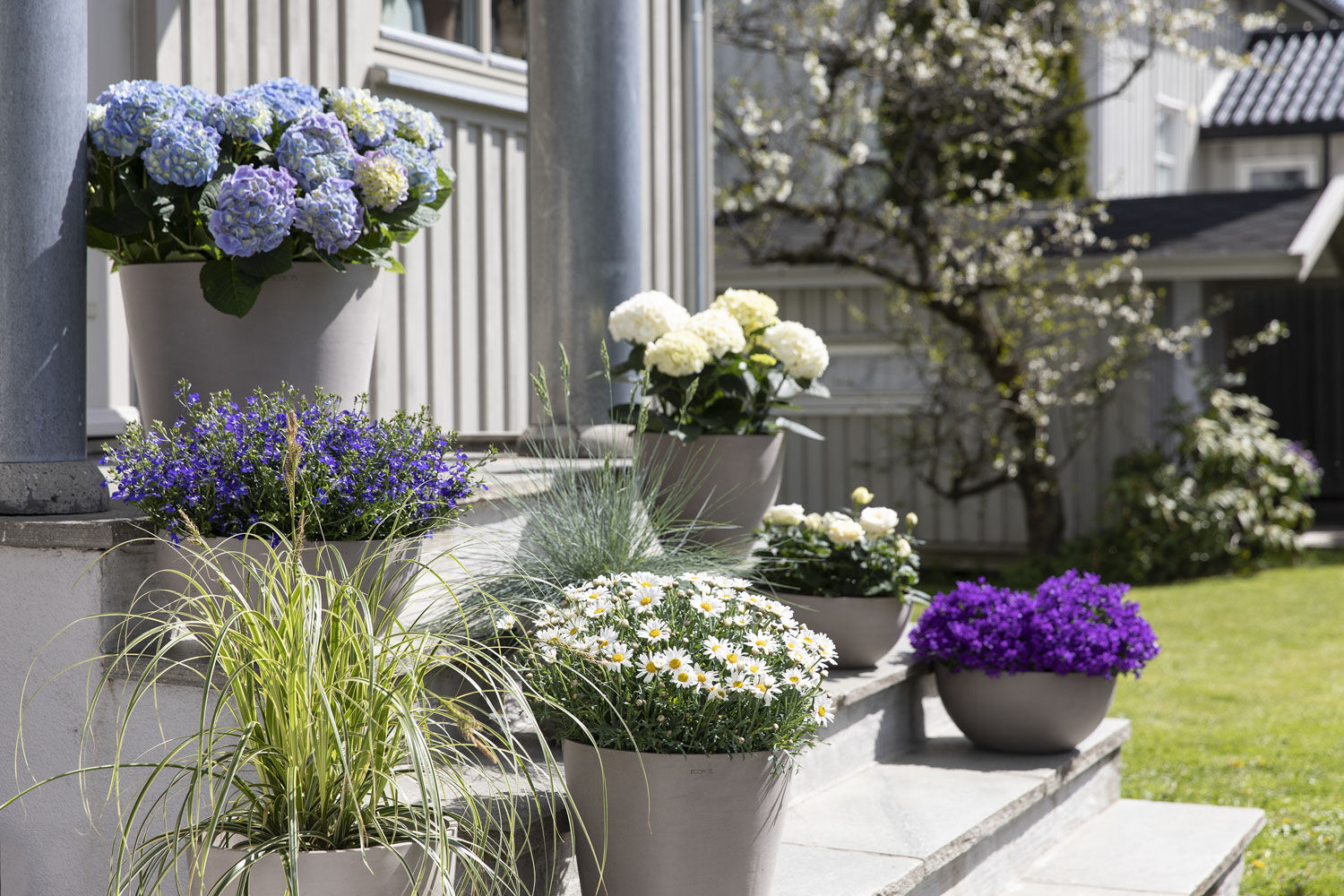 Margeritt og sommerblomster p&aring; trappen