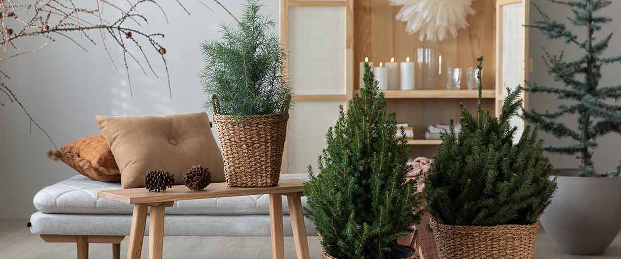 vintegr&oslash;nne planter inne