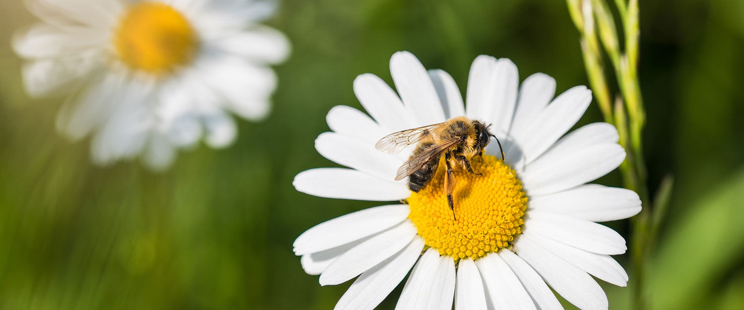 Bievennlige blomster