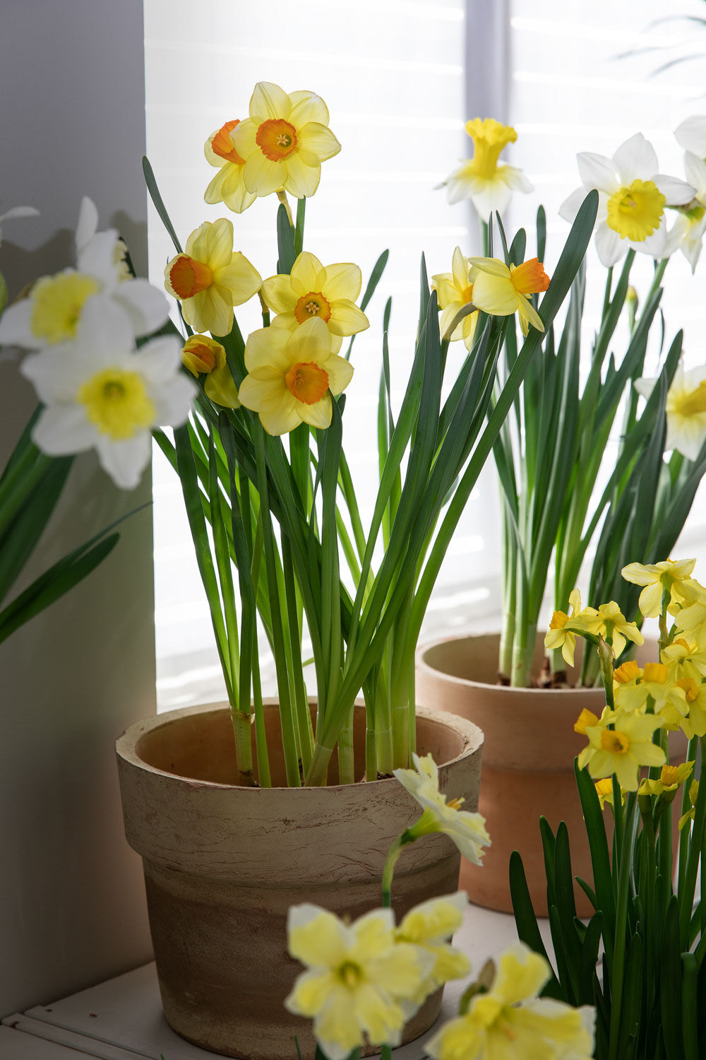 Narcisser