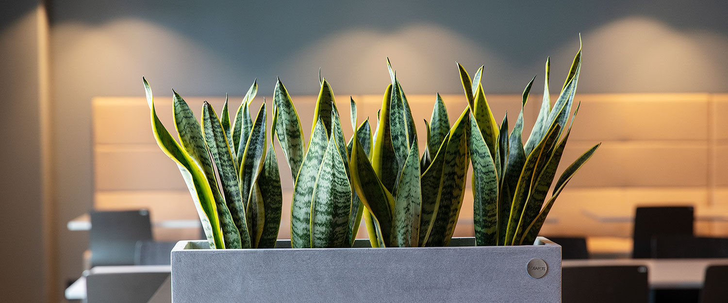 Svigermors tunge sansevieria