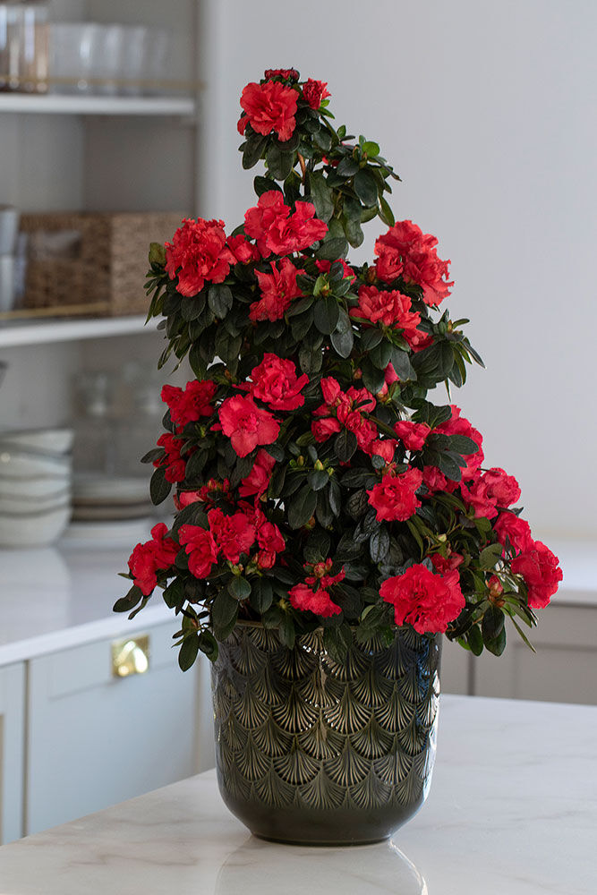 R&oslash;d azalea