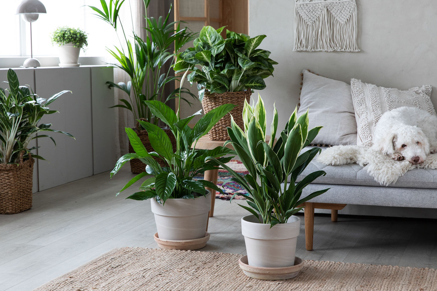 opptil 50% p&aring; masse fine gr&oslash;nne planter i januar