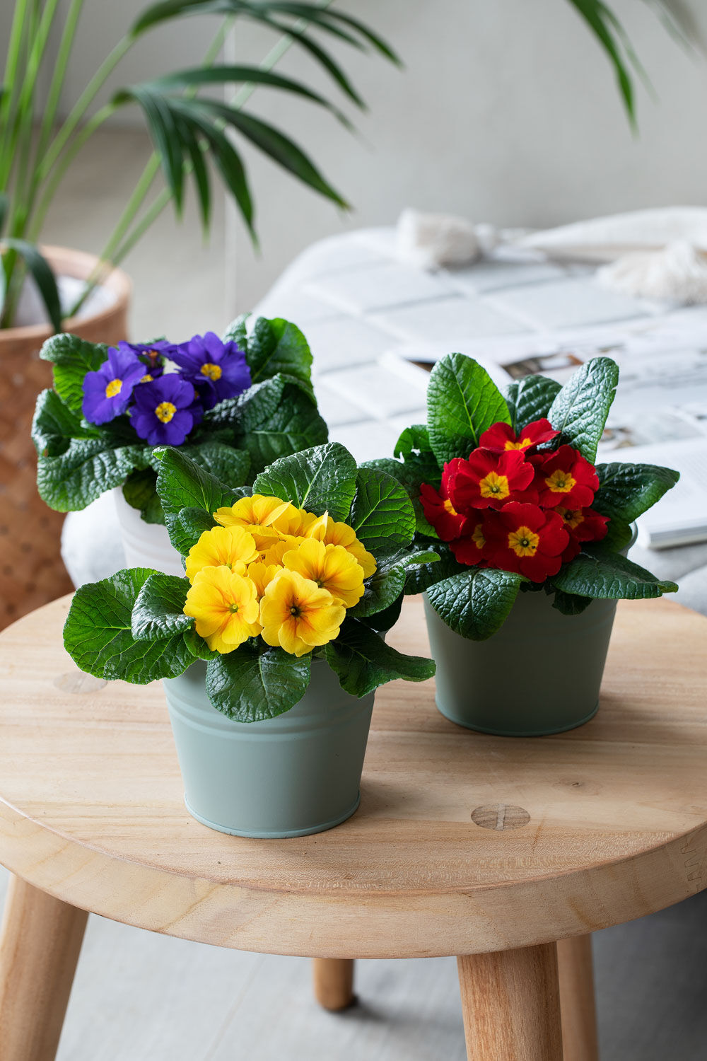 Primula