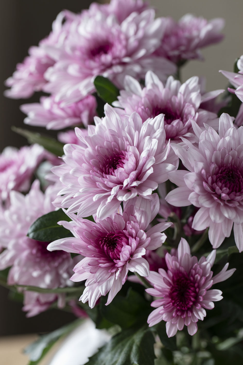 Krysantemum