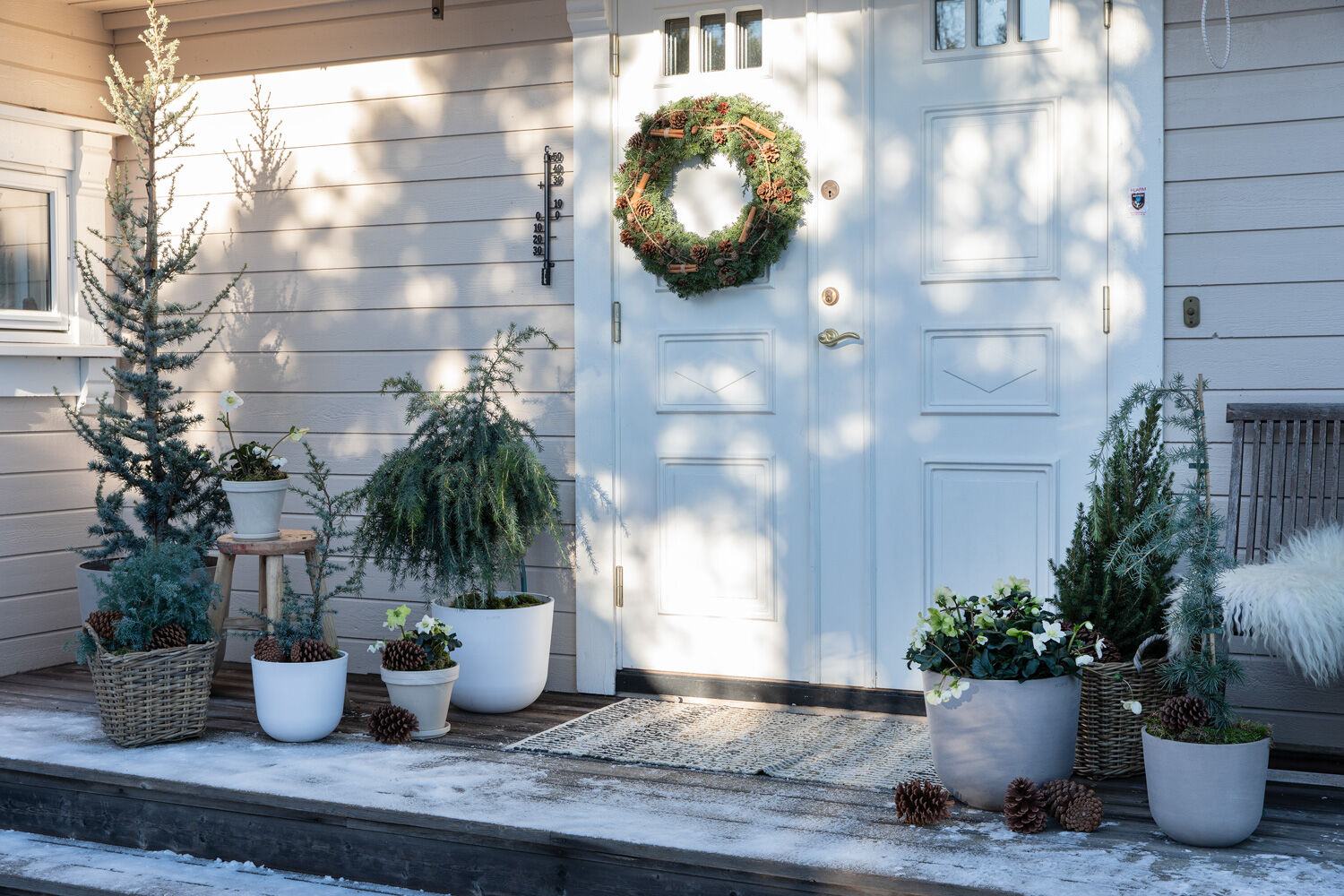 Vintergr&oslash;nne planter