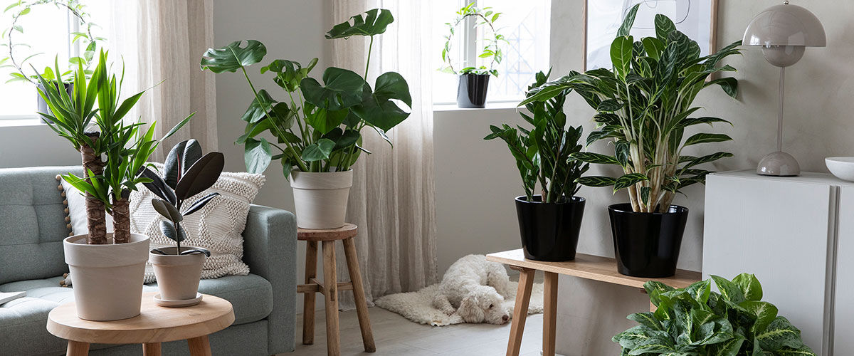 Lettstelte gr&oslash;nne planter
