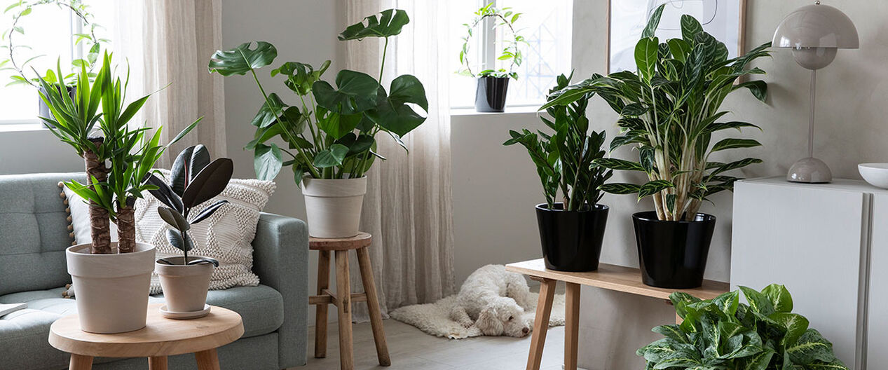Lettstelte gr&oslash;nne planter
