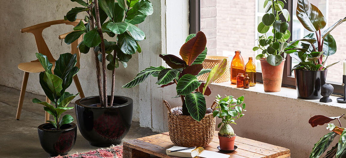 Gr&oslash;nne planter