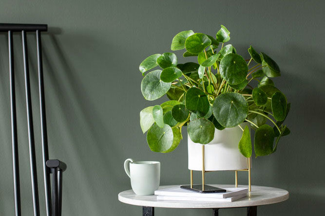 Pilea