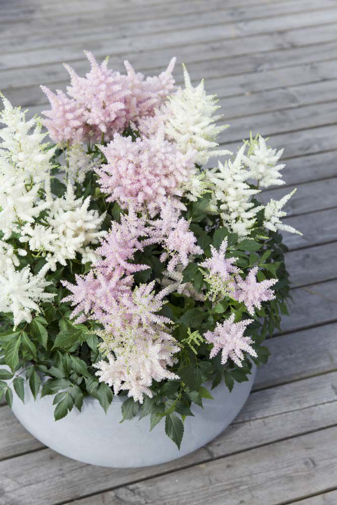 Lys rosa astilbe i potte