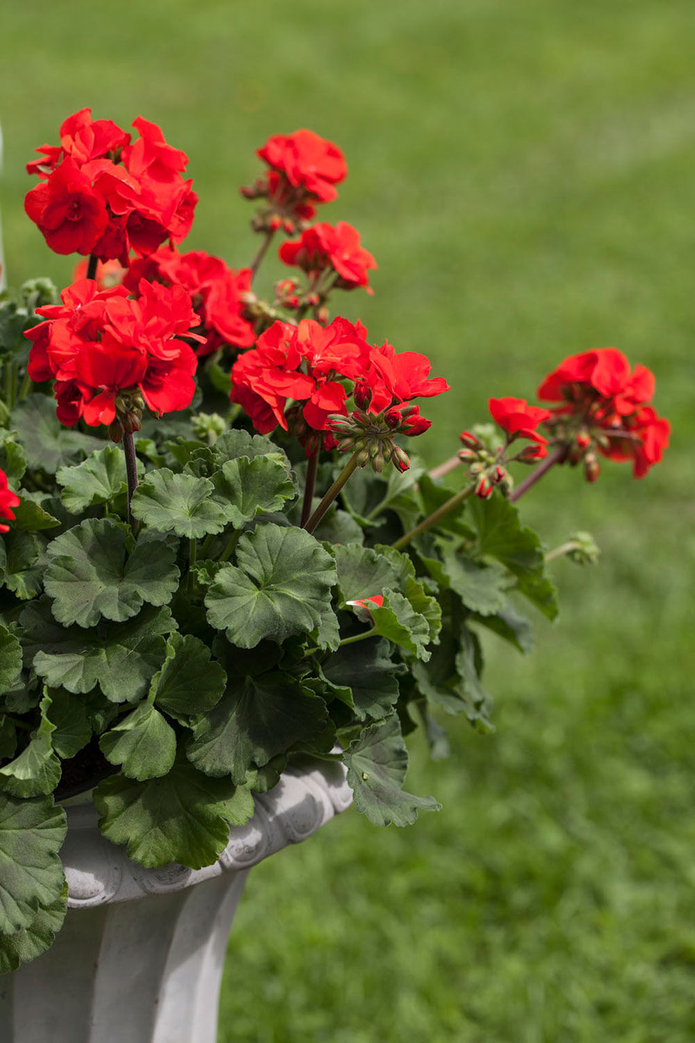 R&oslash;d Pelargonia zonale