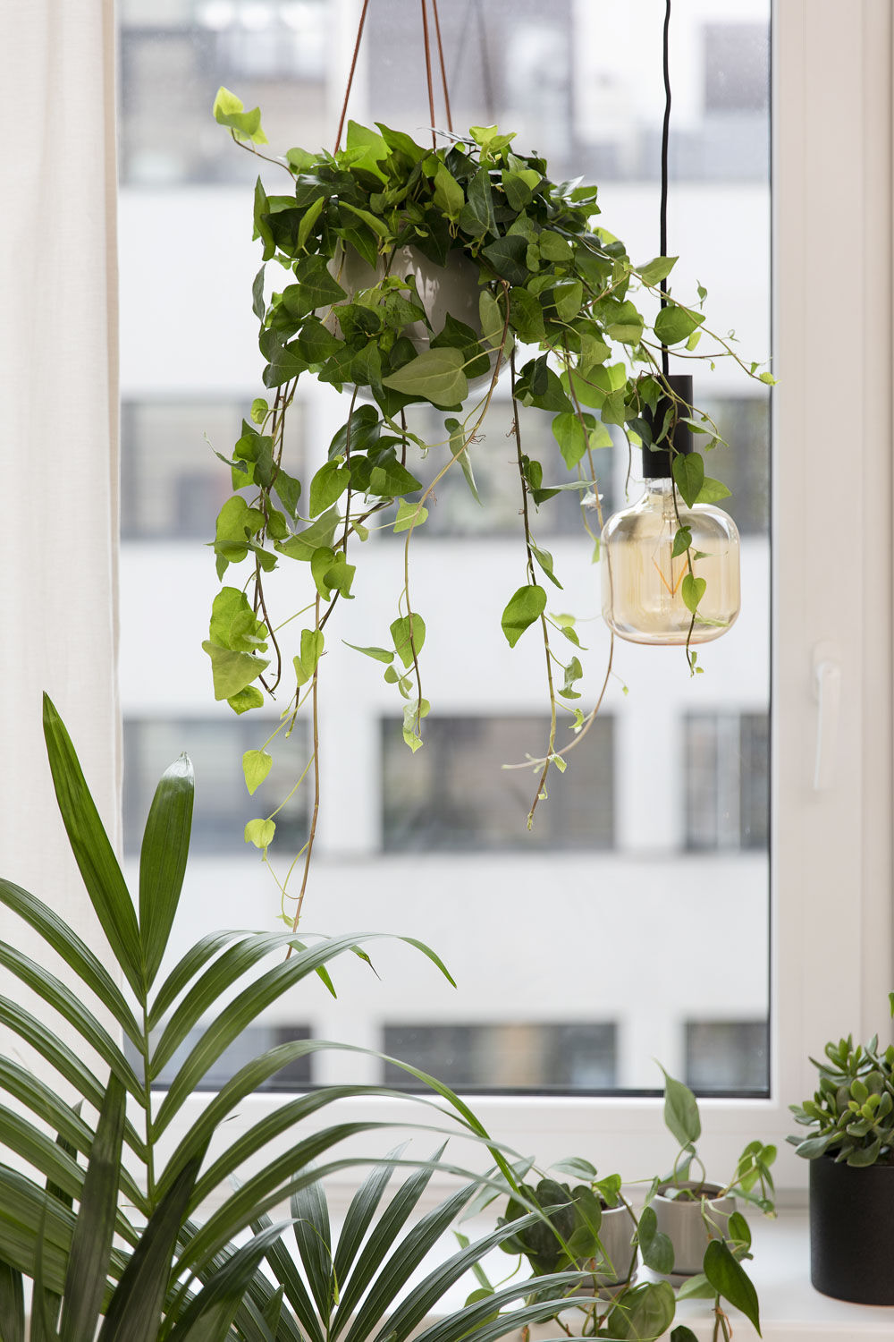 Gr&oslash;nne planter p&aring; hybel