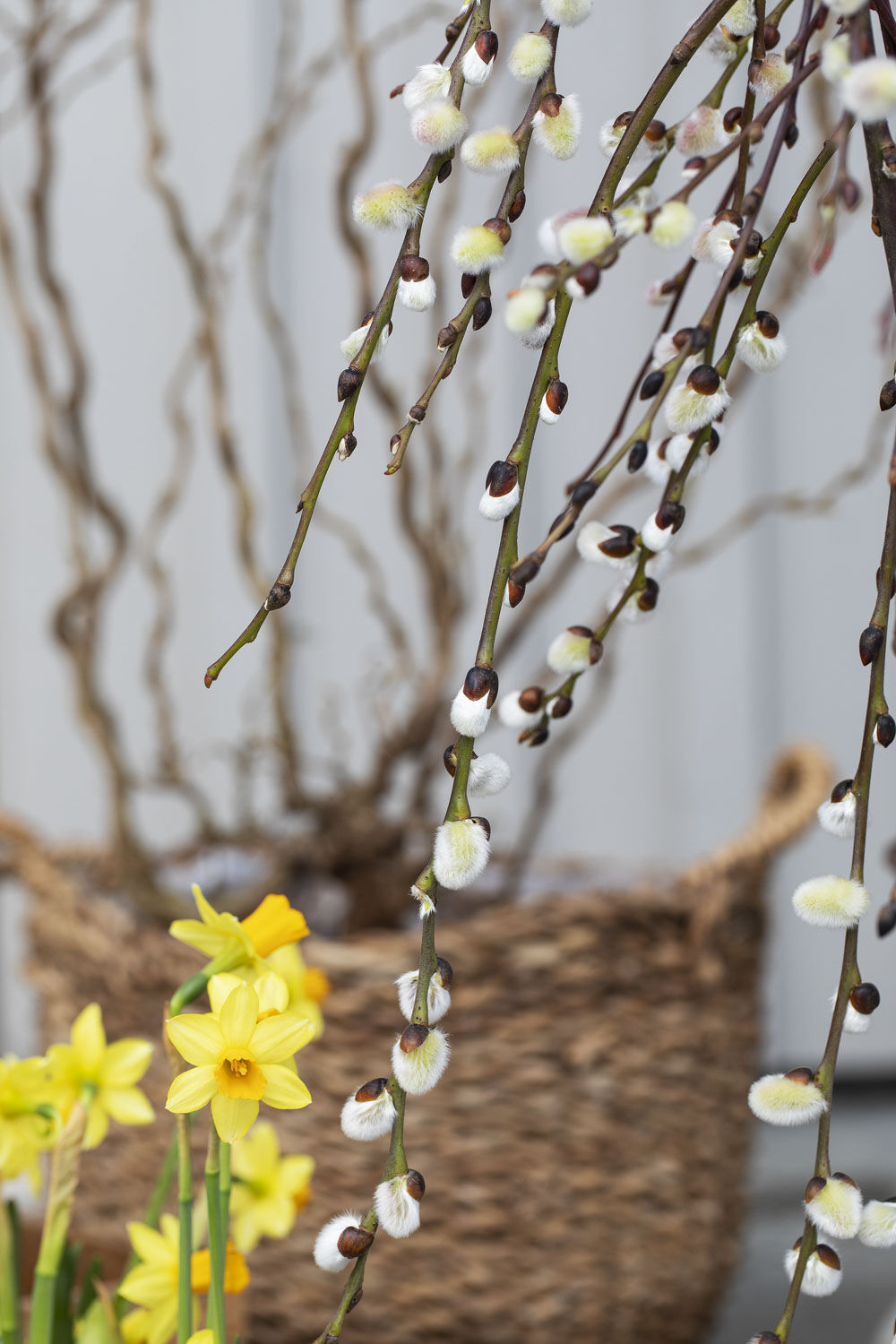 Salix