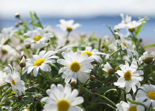Sommerlig margeritt