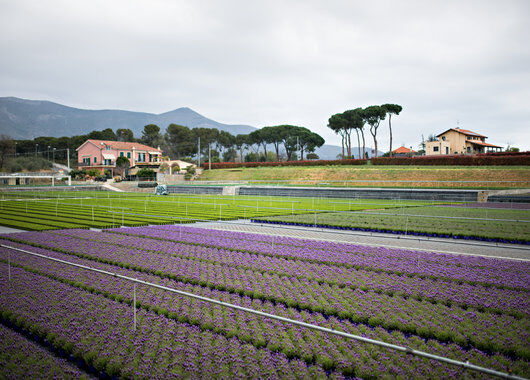 Produksjon lavendel Italia