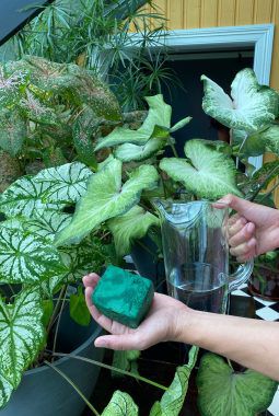 la caladium drikke vann nedenfra