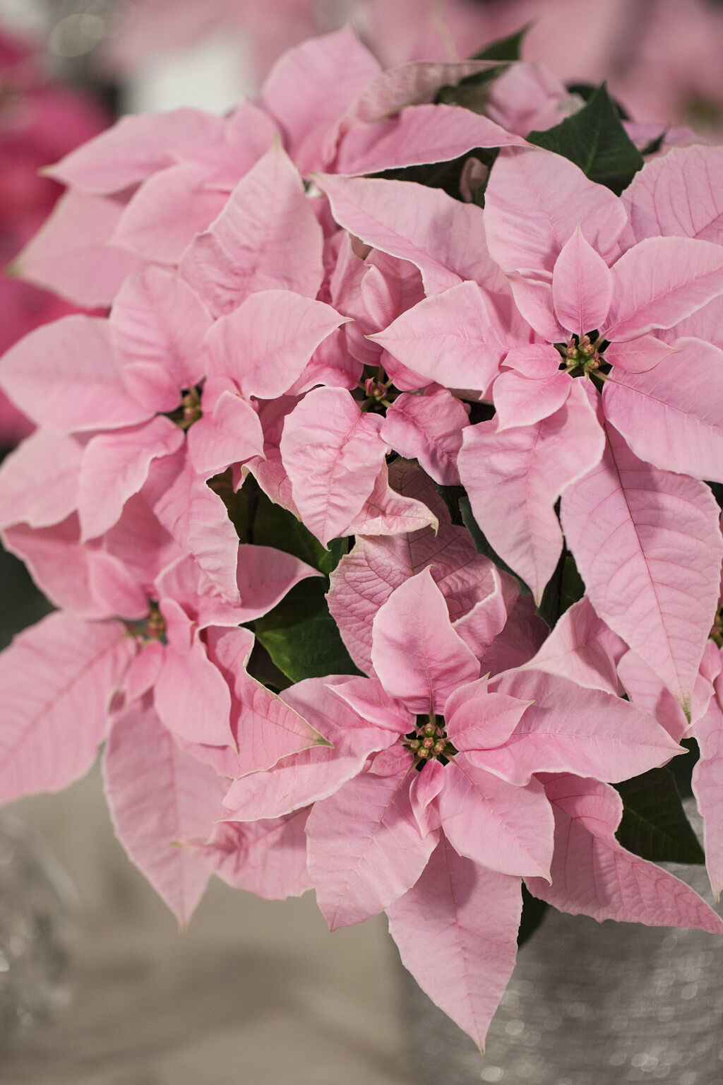 Princettia rosa julestjerne