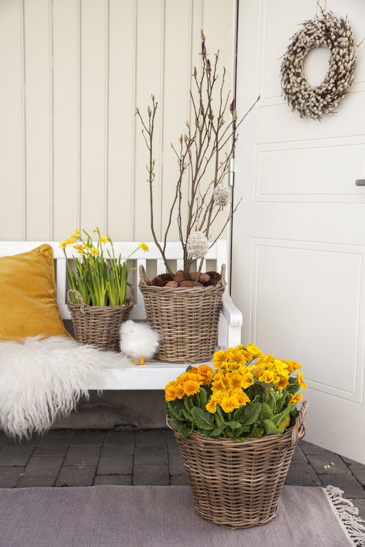 V&aring;rblomster primula