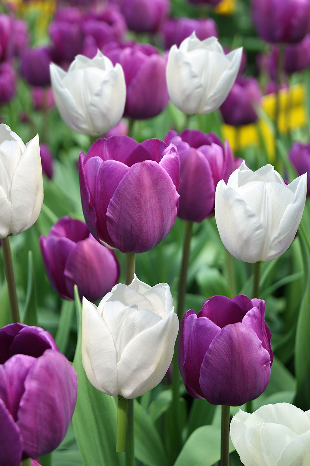 Tulipaner