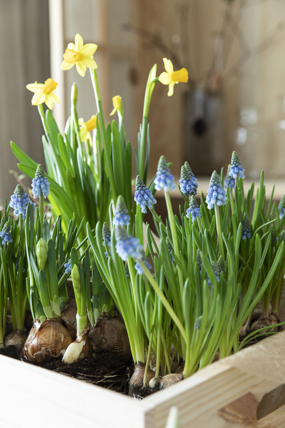 Perleblomster