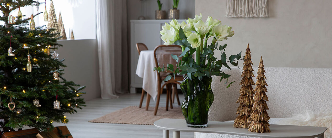 hvite juleblomster 