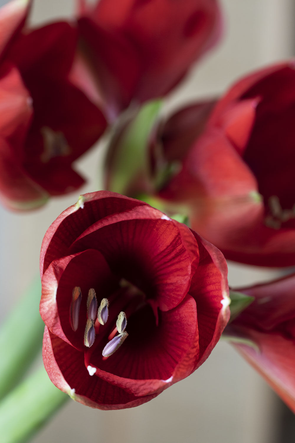 R&oslash;d amaryllis