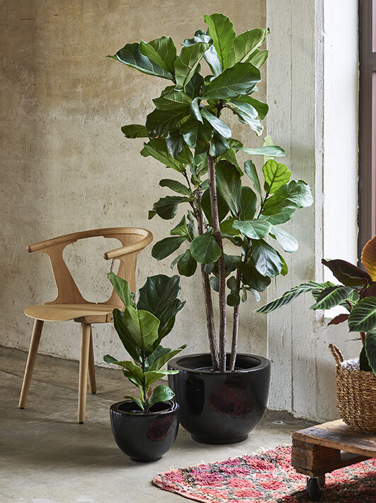 fiolinfiken i potte_gr&oslash;nne planter