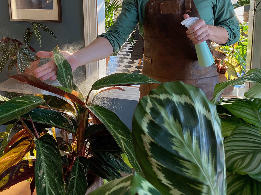 Spraye Calathea med gr&oslash;nns&aring;pevann